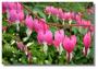 DICENTRA - imagine 33752
